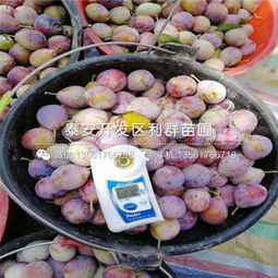 山東味馨李子苗價格洞察與日用雜品的關聯思考